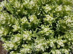 Castilleja xanthotricha
