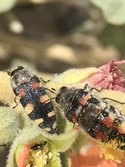 Acmaeodera robusta