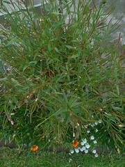 Epilobium denticulatum