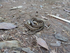 Thamnophis scalaris