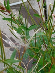 Epilobium denticulatum