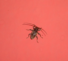 Aegomorphus circumflexus