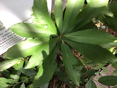 Machilus japonica