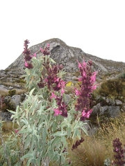 Salvia lanicaulis