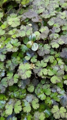 Hydrocotyle elongata