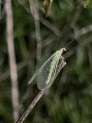 Chrysopa oculata