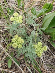Lomatium papilioniferum