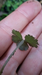 Hydrocotyle elongata