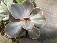 Echeveria gibbiflora × potosina