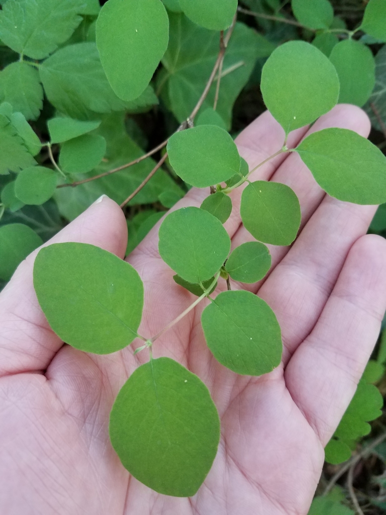 snowberries from Marylhurst, OR 97068, USA on May 02, 2021 at 0621 PM