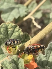 Acmaeodera robusta