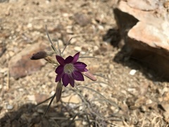 Malesherbia linearifolia