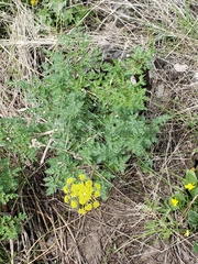 Lomatium papilioniferum