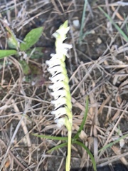 Spiranthes vernalis