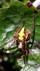 Novaranea queribunda