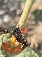 Acmaeodera robusta