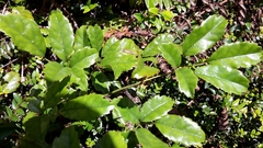 Rubus schmidelioides schmidelioides