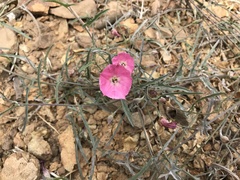 Convolvulus chilensis