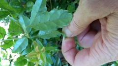 Rubus schmidelioides schmidelioides