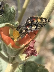 Acmaeodera robusta