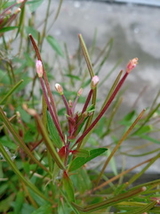 Epilobium denticulatum