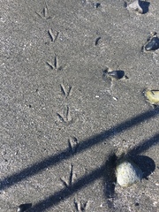 Charadrius vociferus