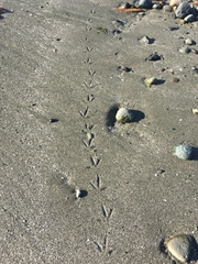 Charadrius vociferus