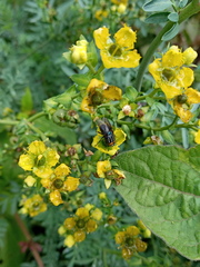Sarconesiopsis magellanica