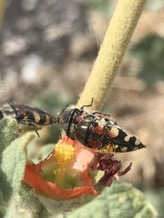 Acmaeodera robusta
