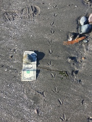 Charadrius vociferus