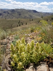 Castilleja xanthotricha