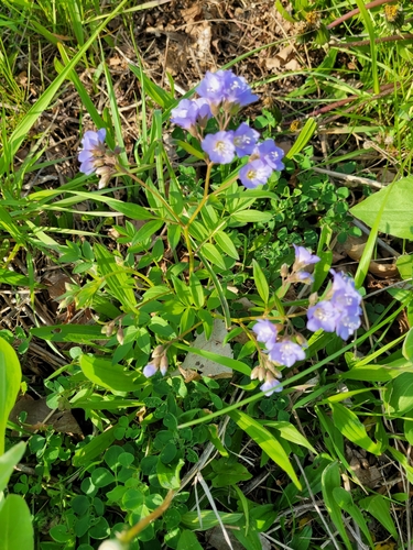 Polemonium reptans