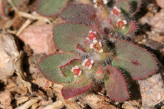 Euphorbia velleriflora