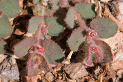 Euphorbia velleriflora