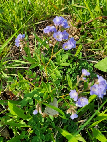 Polemonium reptans