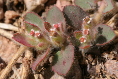 Euphorbia velleriflora