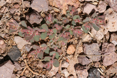 Euphorbia velleriflora