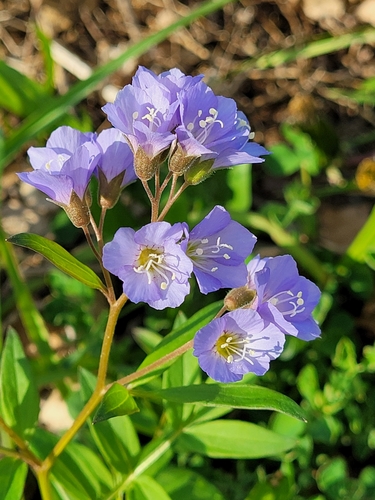 Polemonium reptans