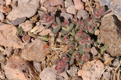 Euphorbia velleriflora