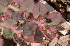 Euphorbia velleriflora