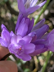 Dichelostemma congestum