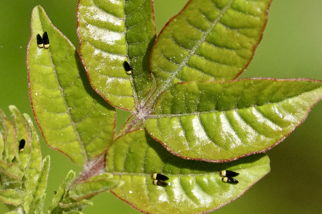 Calophya nigripennis