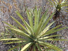 Agave karwinskii