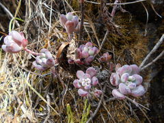 Sedum commixtum