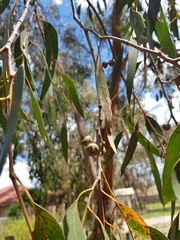 Eucalyptus macrorhyncha