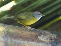 Myiothlypis coronata