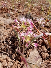 Allium tolmiei
