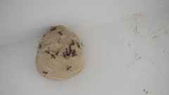 Polybia occidentalis