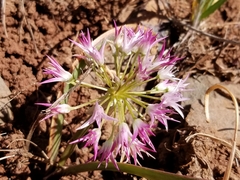 Allium tolmiei