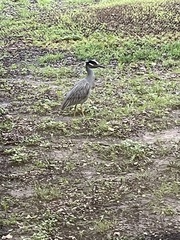 Nyctanassa violacea